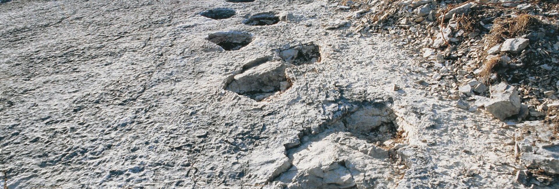 Dinosaur Footprints