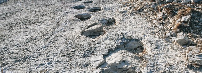Dinosaur Footprints