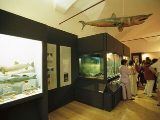 Museum für Wissenschaft und Archäologie, Rovereto