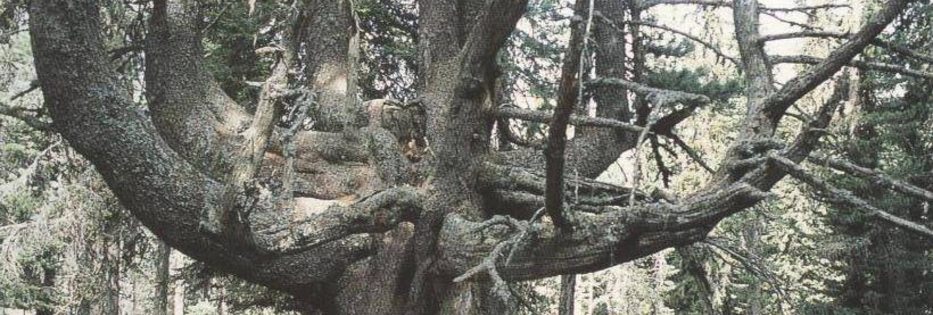 Alberi monumentali in val di fiemme