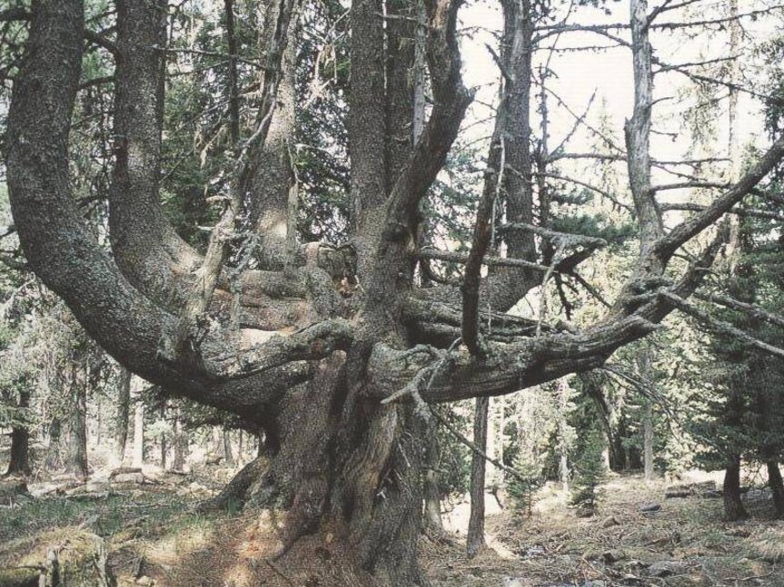 Alberi monumentali in val di fiemme