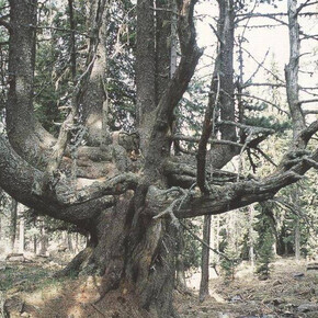 Alberi monumentali in val di fiemme