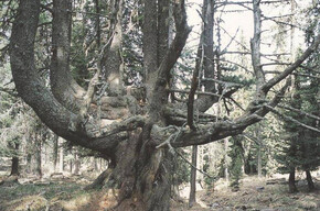 Alberi monumentali in val di fiemme