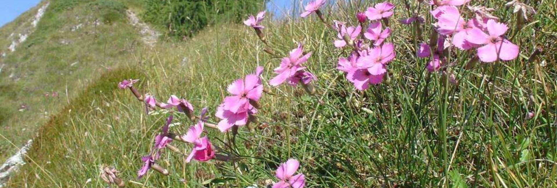 Il Trodo dei Fiori