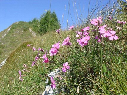 Il Trodo dei Fiori