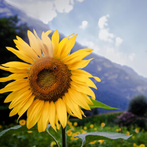 Valsugana - Natural Reserve Fontanazzo