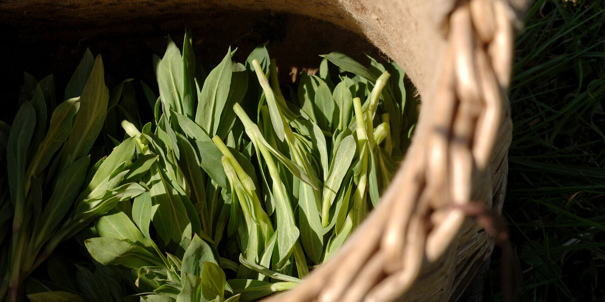 How to identify wild flowers and herbs and use them in everyday life 