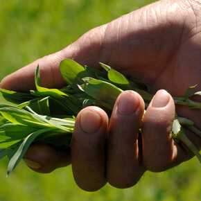 Say it with…herbs!