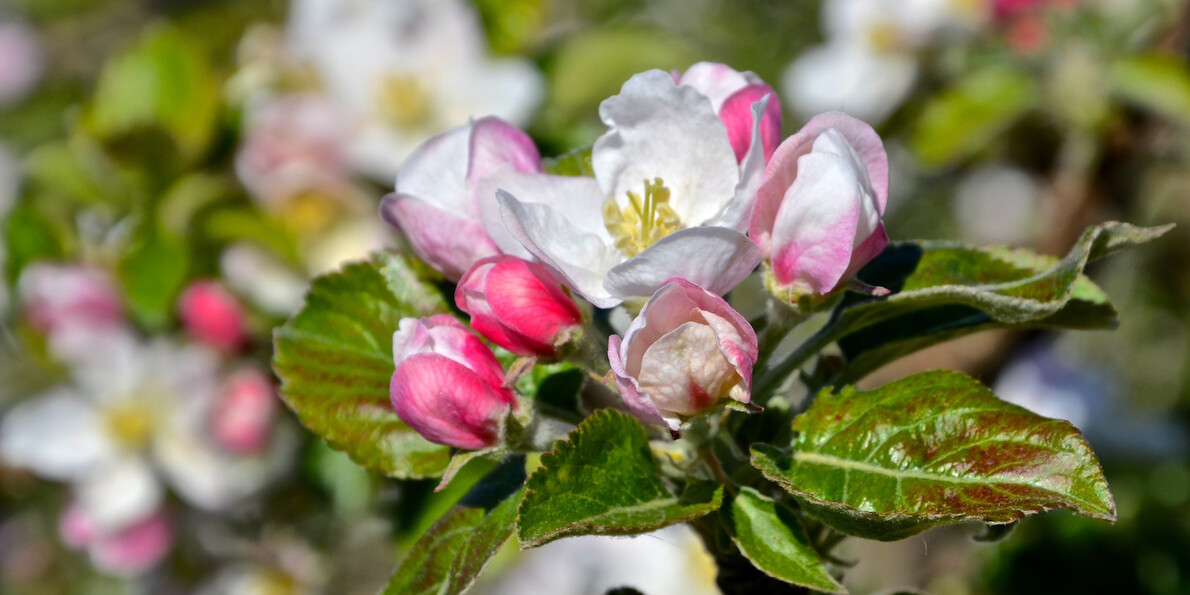 Spring festivals: Apple blossom in Trentino