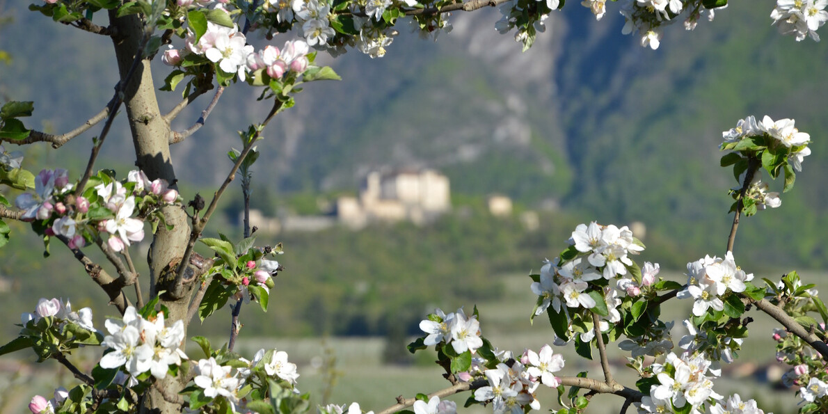 Spring festivals: Apple blossom in Trentino