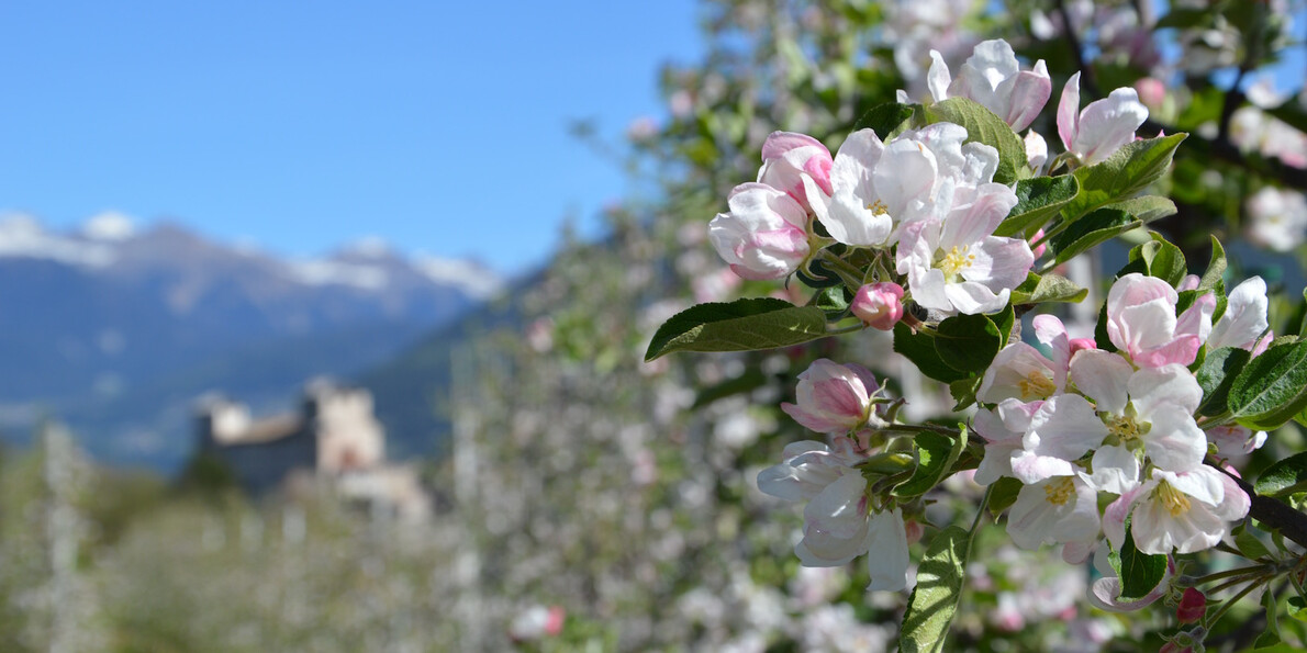 Spring festivals: Apple blossom in Trentino