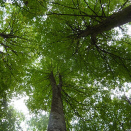 Forest bathing | © RR Sarca_GP - Tigli nella ZCS Tione