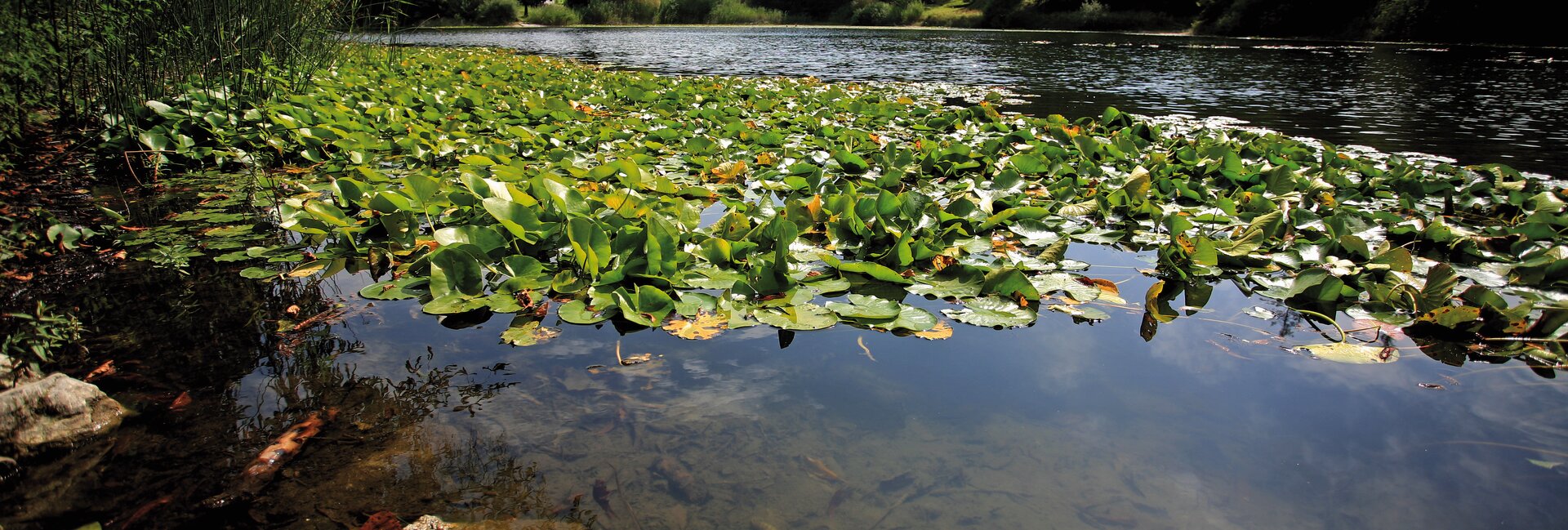 Network of Nature Reserves - Bondone