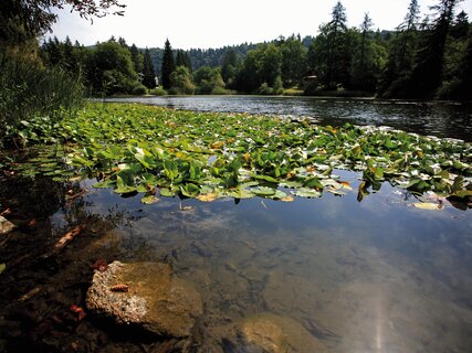 Network of Nature Reserves - Bondone