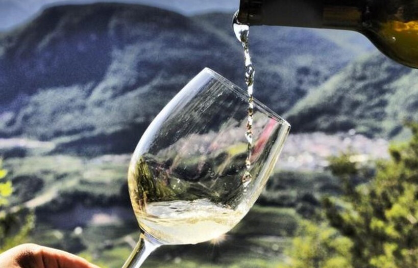 Discover  Müller Thurgau