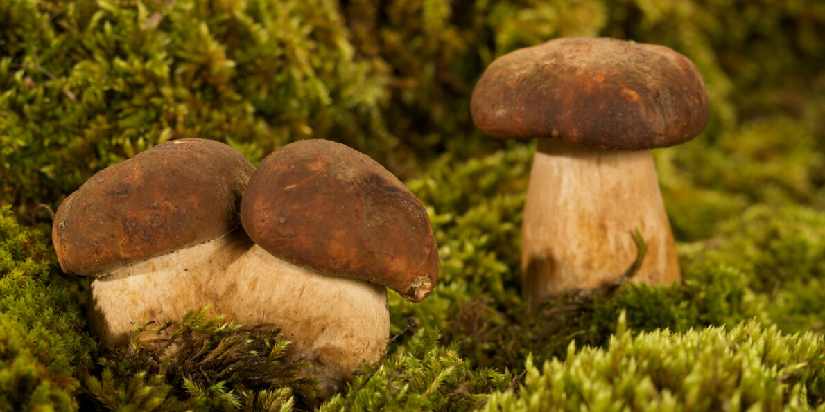 Mushrooms that can be found in Trentino in the fall