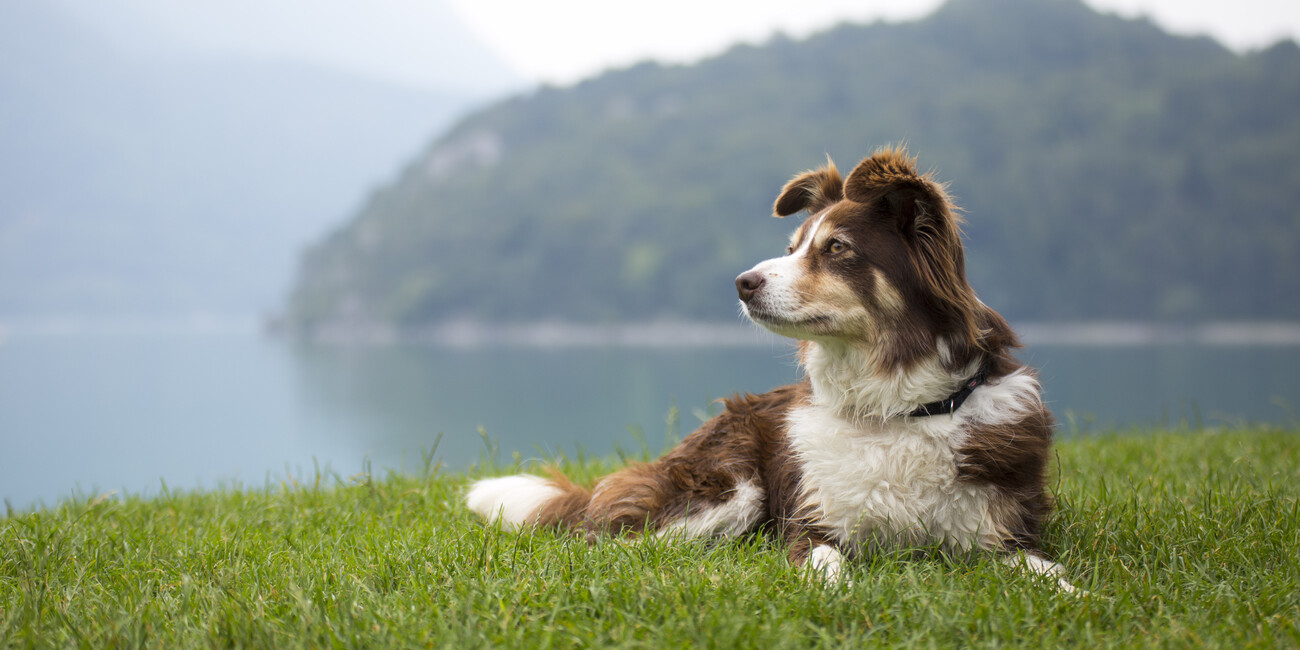 At Lake Molveno #3