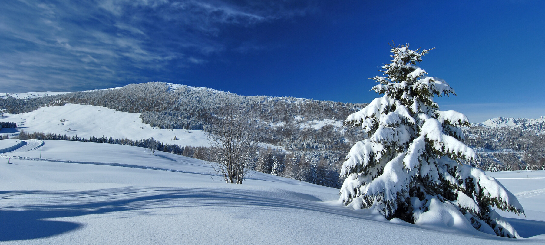 Flowers in the Dolomites in winter