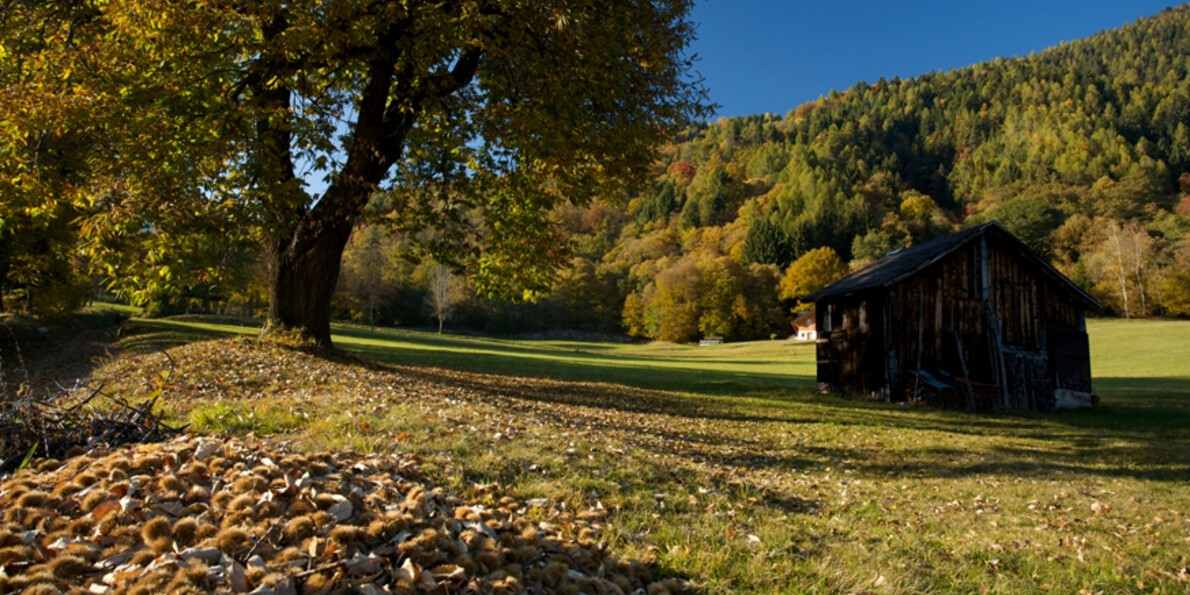 What to eat in Trentino in the autumn - typical mountain fruit