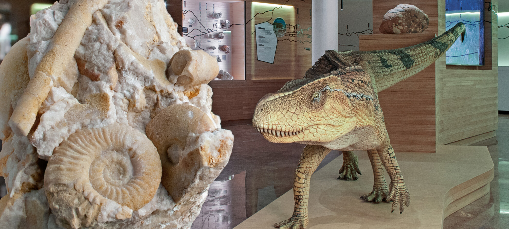 Fossile_Museo_Geologico_Predazzo_photo DFerrari | © Fossile_Museo_Geologico_Predazzo_photo DFerrari