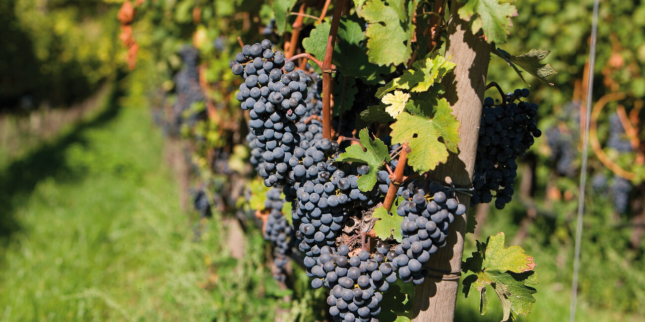 Roverè della Luna #1 | © 18051 Vigneti in Piana Rotaliana - photo Ugo Visciani