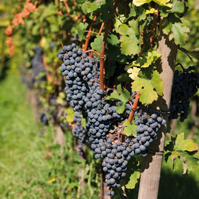 18051 Vigneti in Piana Rotaliana - photo Ugo Visciani | © 18051 Vigneti in Piana Rotaliana - photo Ugo Visciani