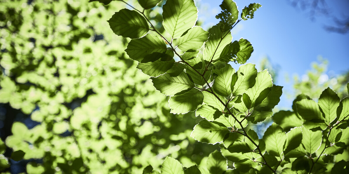 Die Wälder des trentino. Eintauchen ins Wohlbefinden