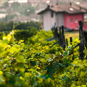 Vigna a Scurelle | © Foto Archivio Apt