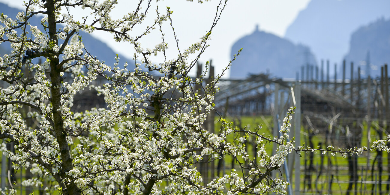 Dro  #3 | © APT Garda Trentino - Dro in primavera - ph. R. Vuilleumier