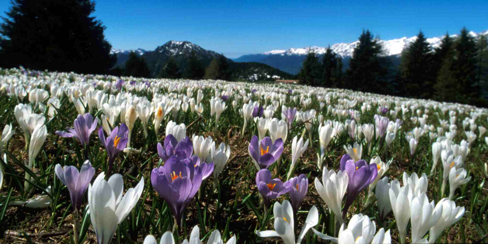 crocus_monte casale