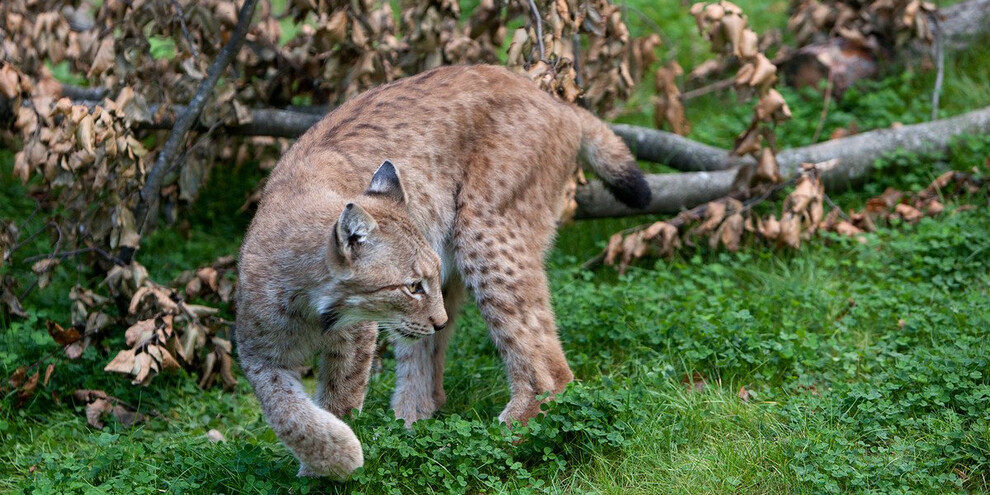 Wildlife encounters