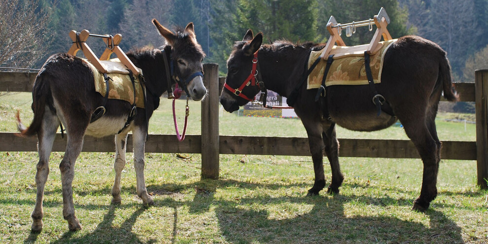 Lernen auf dem Bauernhof  