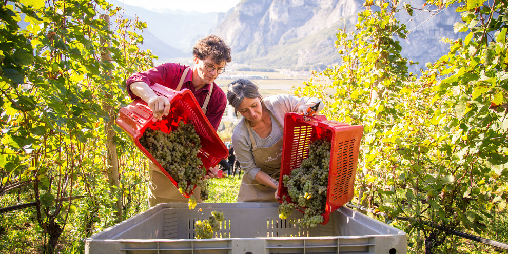 Vineyards & vignerons: a close up in the wine