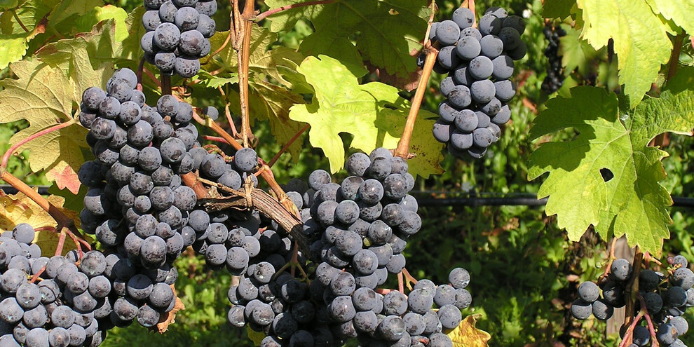 Wine Trekking at Laste Rosse