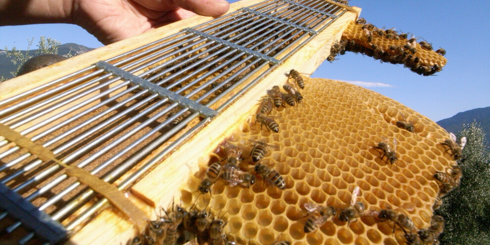 A day in the life of a beekeeper