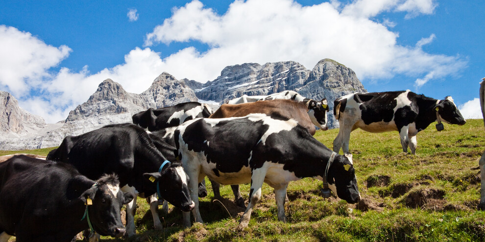 Dawn at a mountain farmhouse