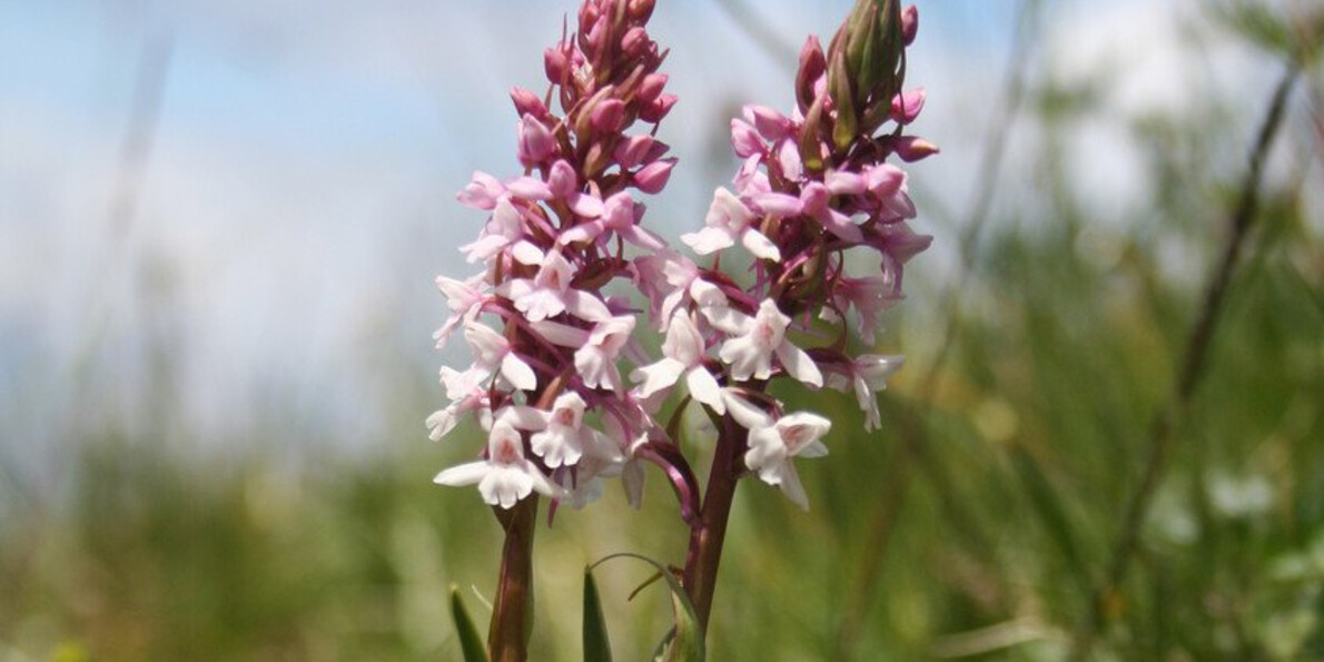 Naturalistic photographic hikes 