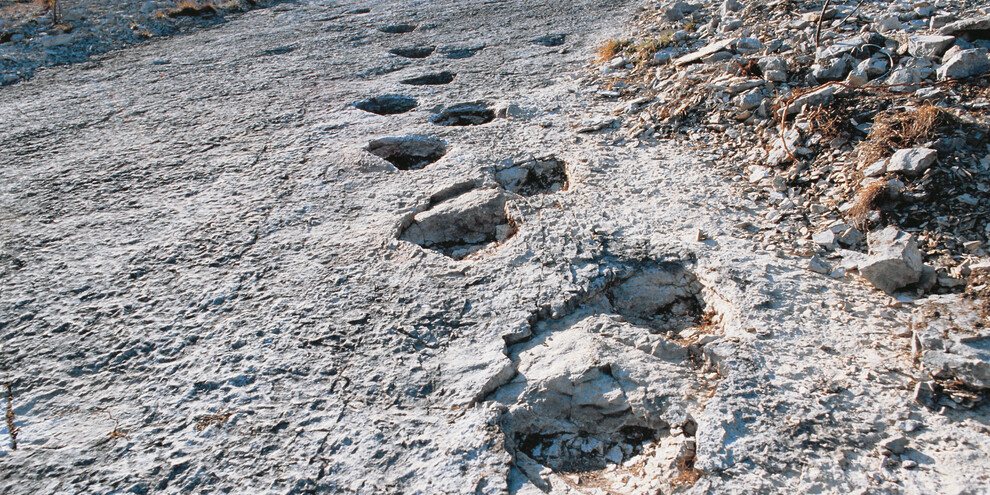 Dinosaur footprints