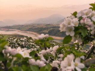 Val di Non