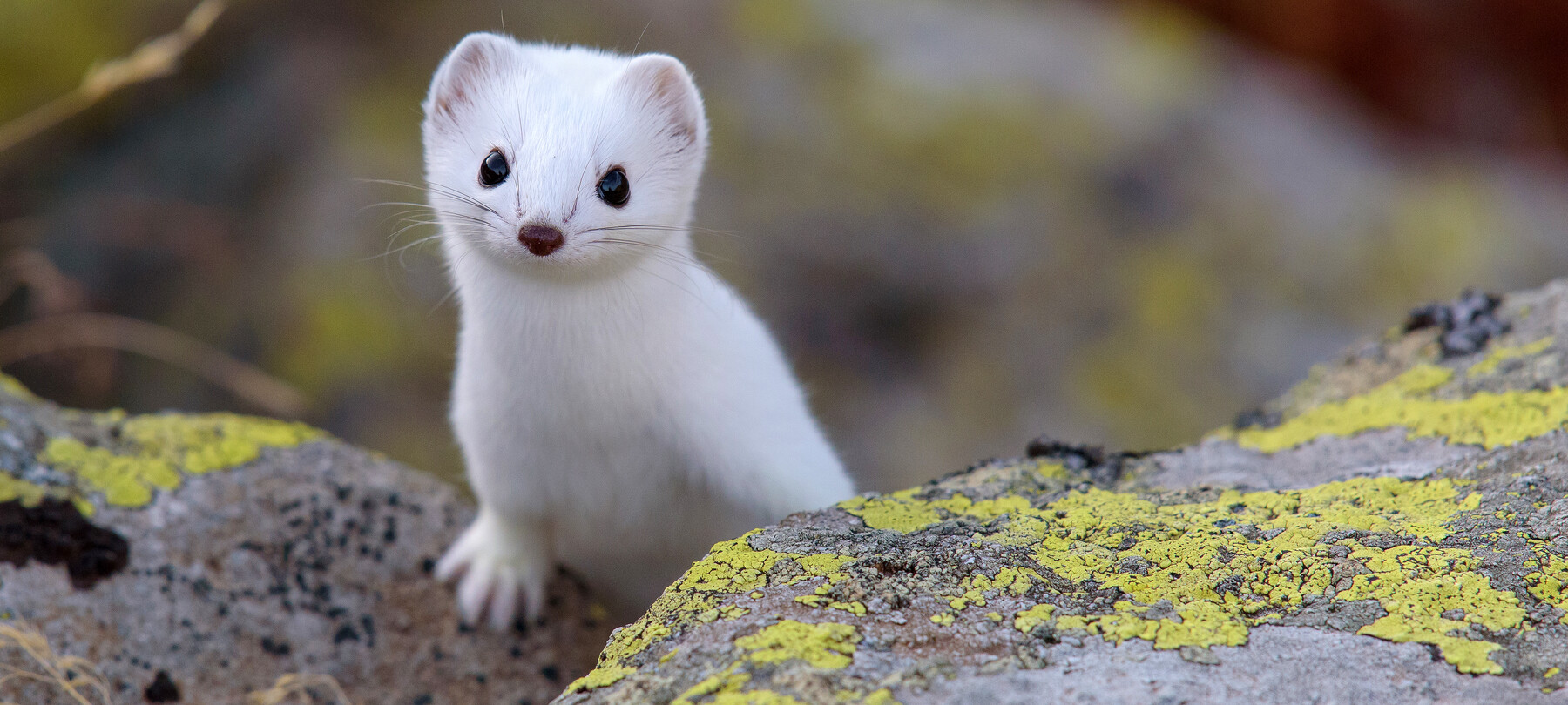 What animals are there in the Dolomites?