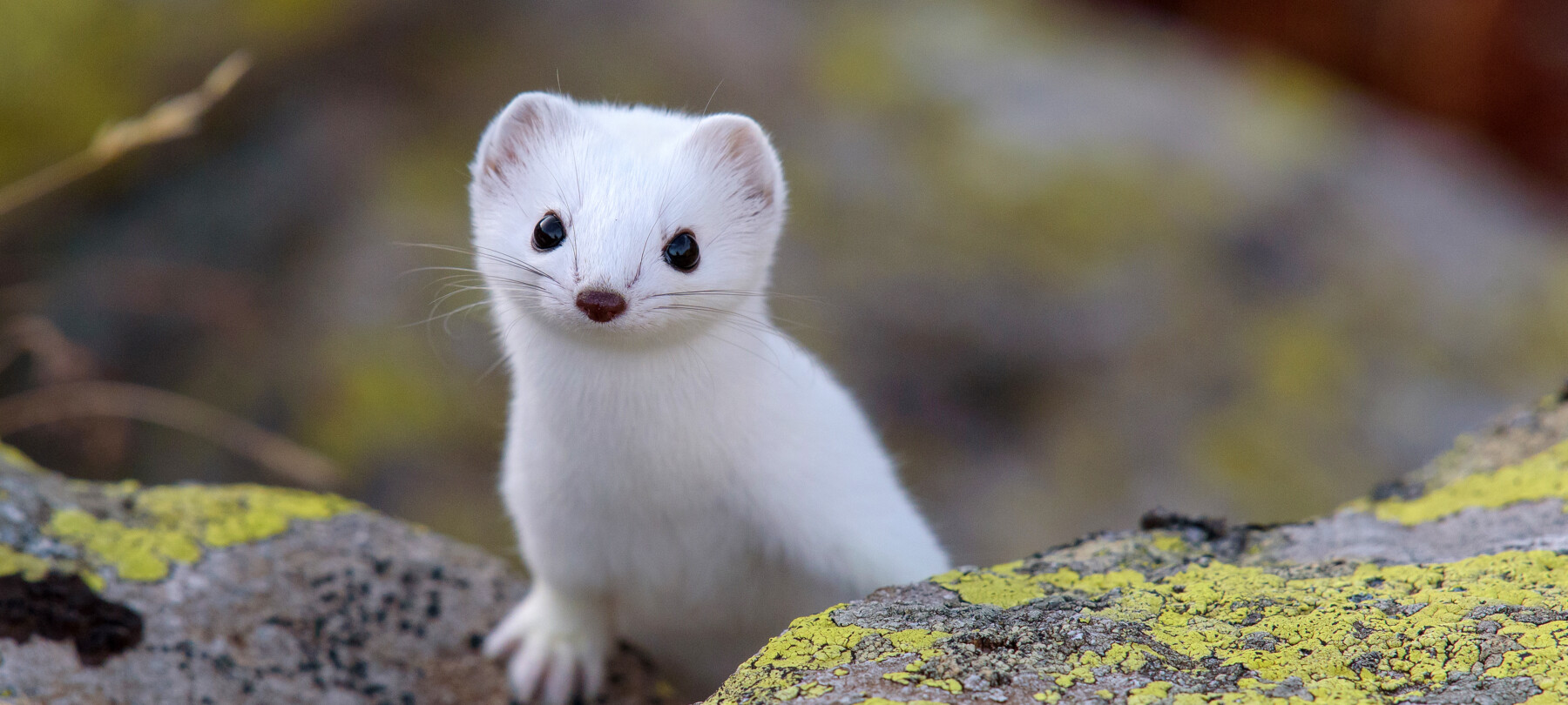 Animali delle Dolomiti: quale fauna puoi trovare in inverno