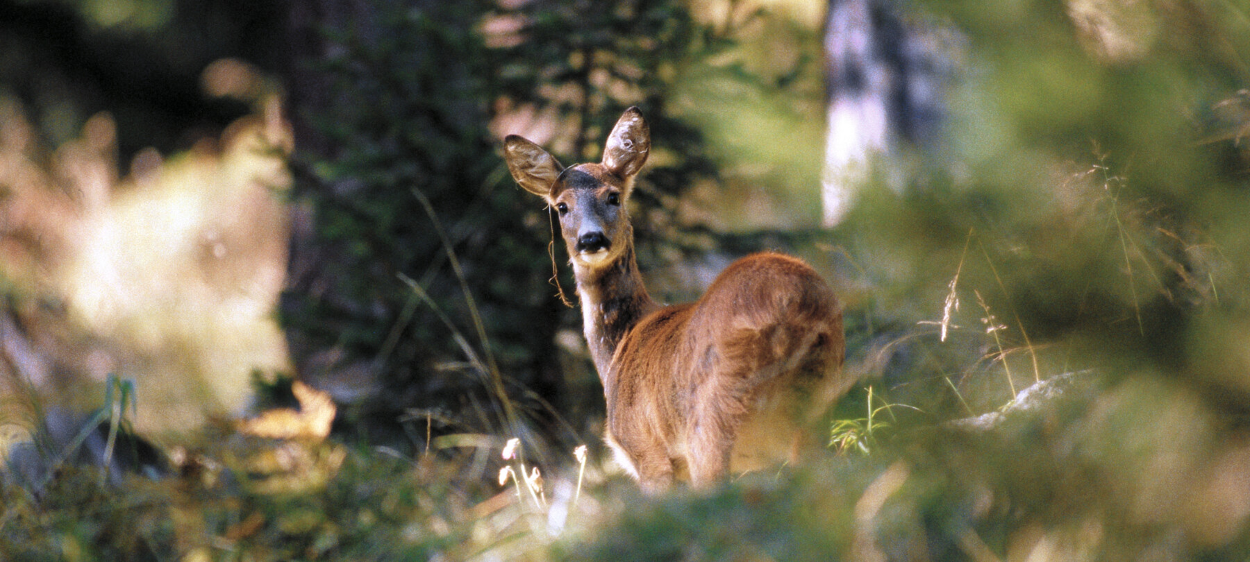 What animals are there in the Dolomites?