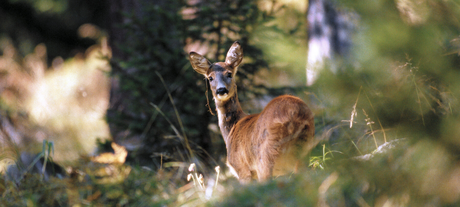 Welche Tiere gibt es in den Dolomiten?