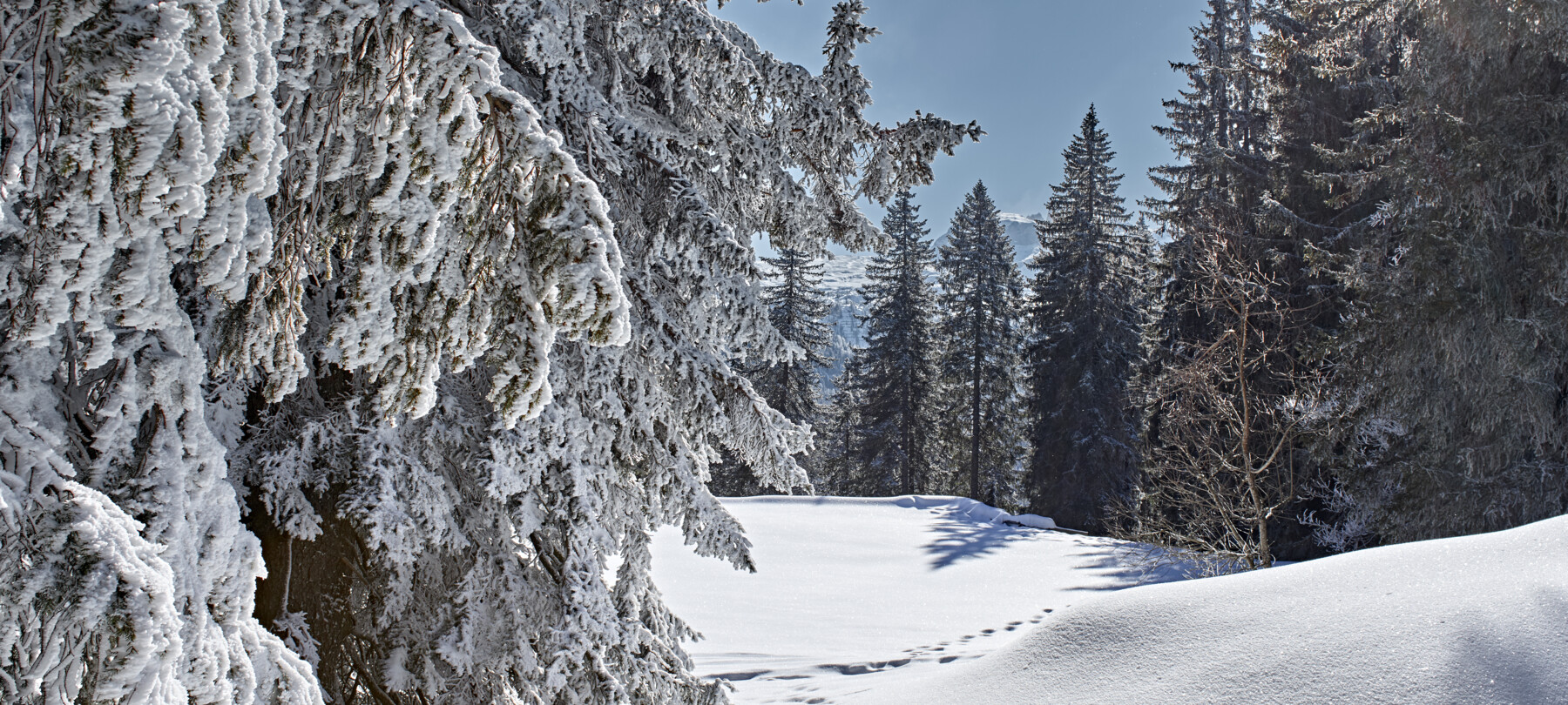 Perché la neve è bianca?