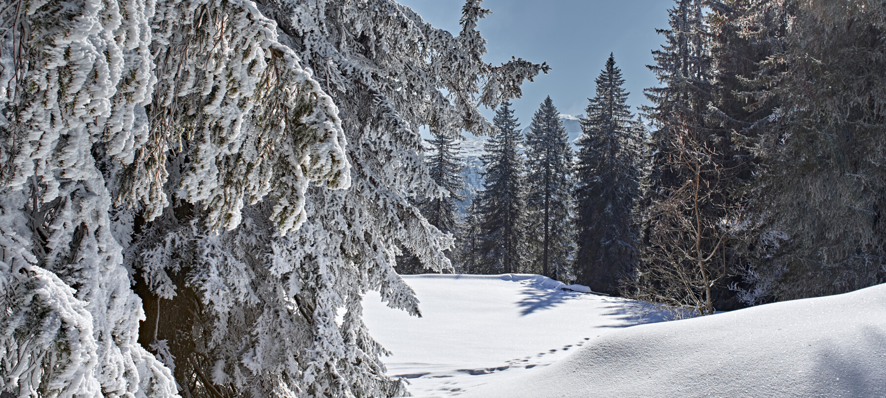 Perché la neve è bianca?