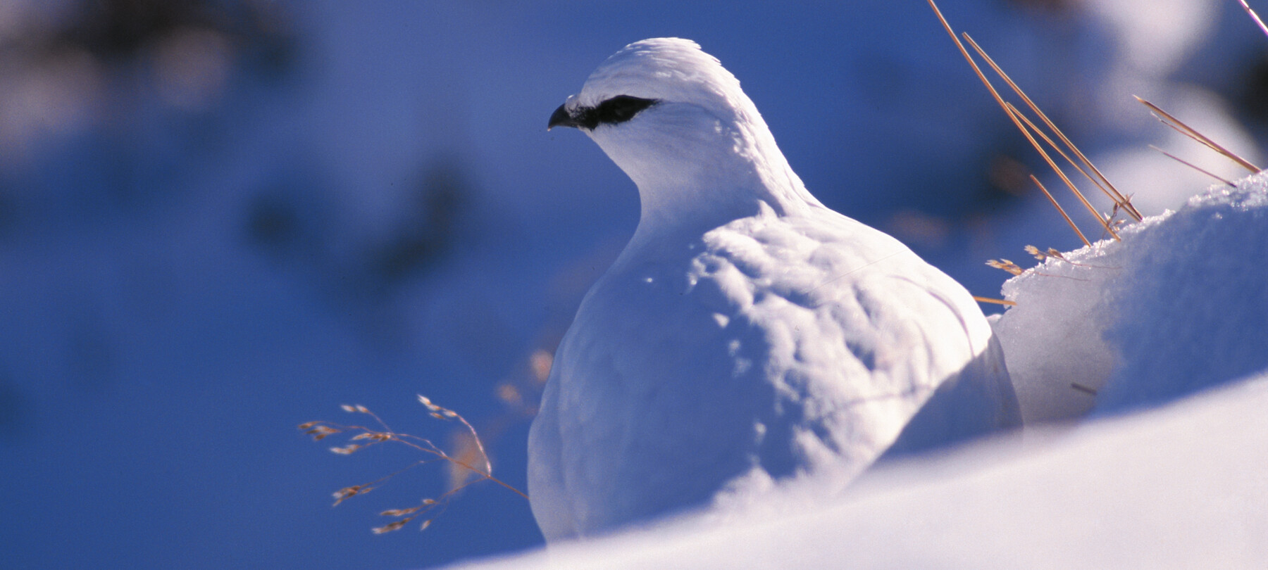 Gli animali delle Dolomiti in inverno