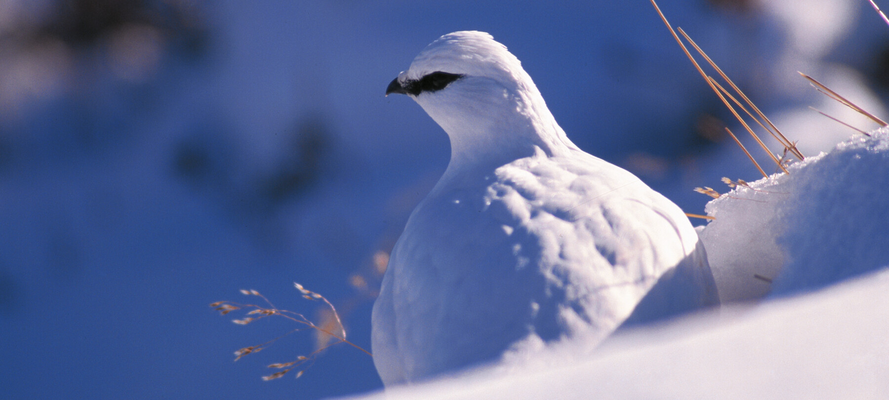 Animali delle Dolomiti: quale fauna puoi trovare in inverno