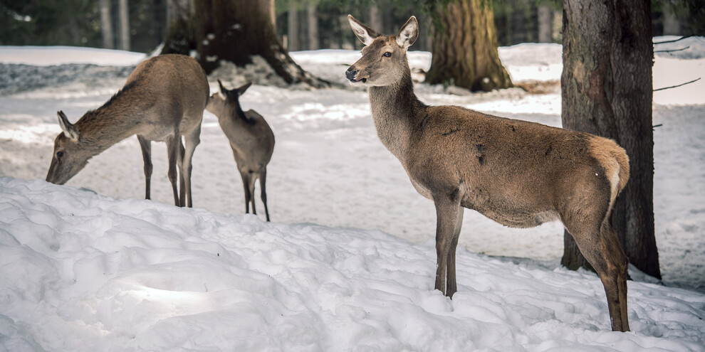 What animals can I meet in the Dolomites in winter?