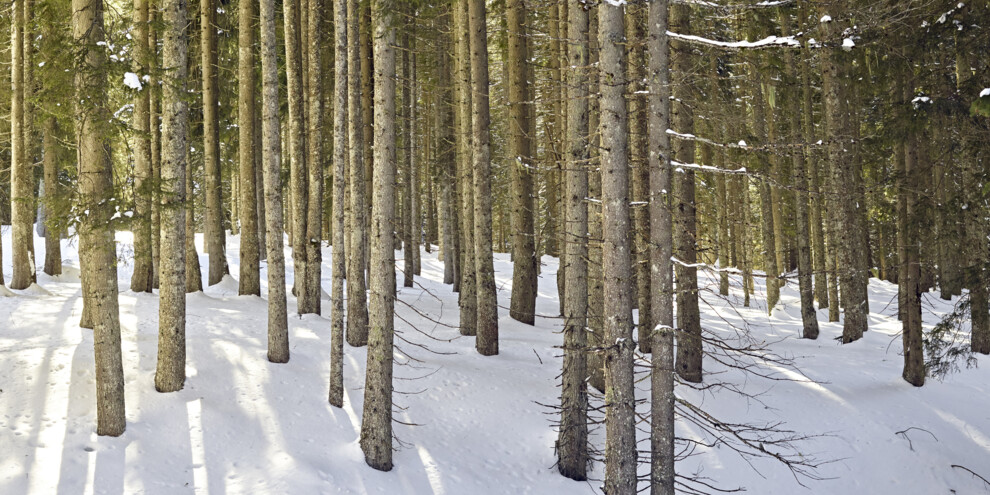 The sounds of the woods in winter