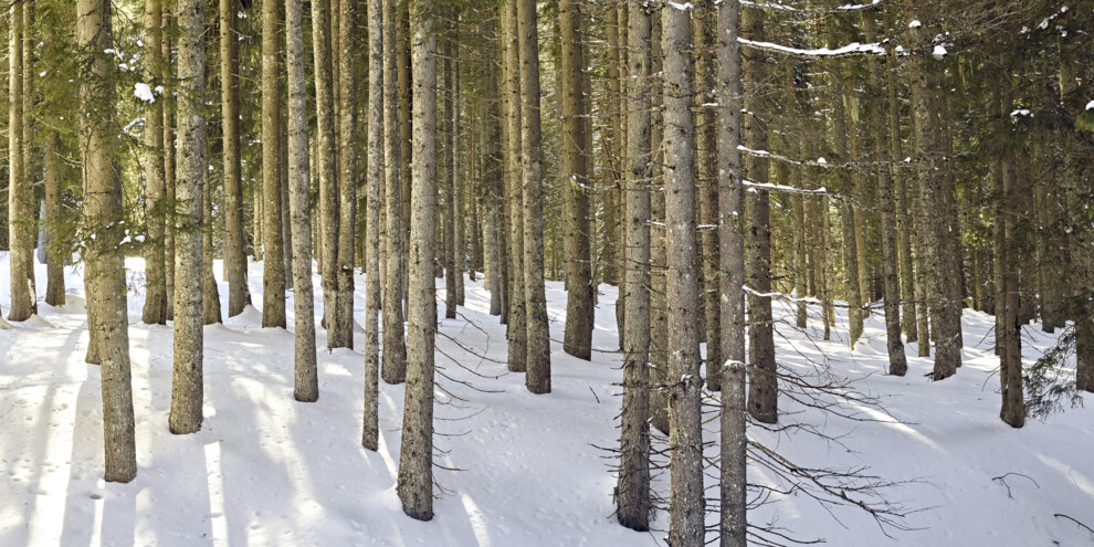 The sounds of the woods in winter